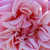 Roz - Trandafiri târâtori și cățărători, Rambler - Souvenir de J. Mermet